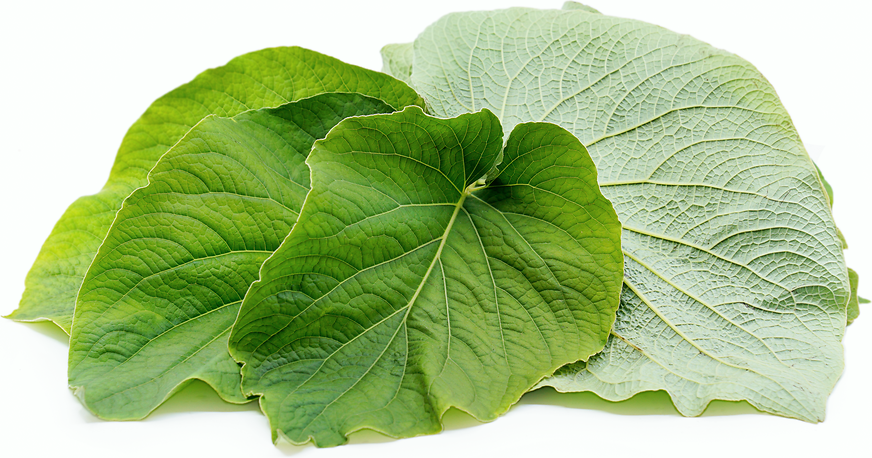 HOJA SANTA LEAVES Micro Green